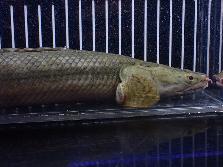 カミハタビキール 40㎝±