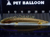 楽天市場】ポリプテルス ビキールビキール（熱帯魚・アクアリウム 