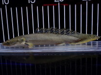楽天市場】ポリプテルス ラプラディ（熱帯魚・アクアリウム｜ペット 