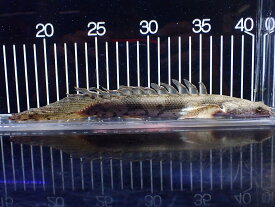 【淡水魚】【通販】爆安 No1 ロングフィン ポリプテルス エンドリケリー【個体販売】(±22cm)(大型魚)(生体)(熱帯魚)NKO