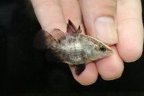 楽天市場】肉食魚生体の通販