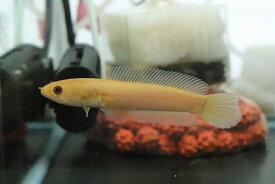 楽天市場 日本 淡水魚の通販