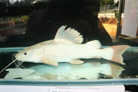 楽天市場 レッドテールキャット 観賞魚 熱帯魚 アクアリウム ペット ペットグッズの通販