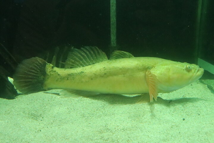 楽天市場 淡水魚 表示価格より半額 超激レア 超ビッグサイズ 黄変個体 ジャイアントゴビー ワイルド 個体販売 45cm 生体 熱帯魚 ｎｋｏ ペットバルーン楽天市場支店