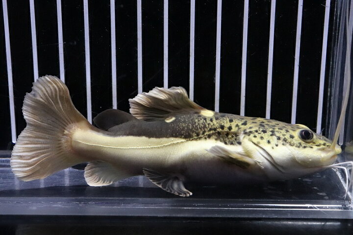 熱帯魚生体用品等激安かと思います。