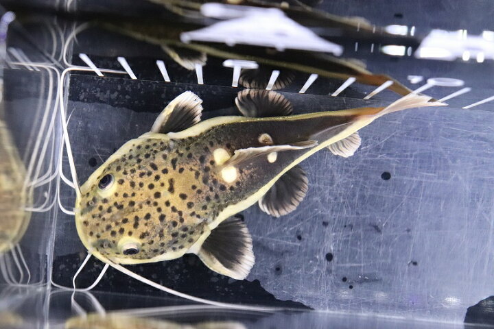 熱帯魚生体用品等激安かと思います。