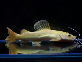 【淡水魚】【通販】爆安 大きめ No2 プラチナ レッドテールキャット【個体販売】±17-18cm)（大型魚）（生体）（熱帯魚）NKO