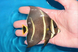 楽天市場 グレー 観賞魚 熱帯魚 アクアリウム ペット ペットグッズの通販 楽天市場 グレー 観賞魚 熱帯魚 アクアリウム ペット ペットグッズの通販