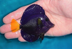 楽天市場 海水魚 種類 01 ハギ ペットバルーン楽天市場支店
