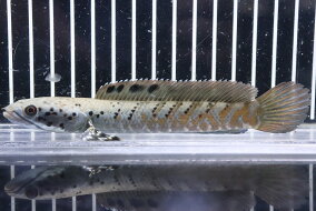 楽天市場 観賞魚 種 観賞魚 アロワナ 観賞魚の生態環境 熱帯 人気ランキング1位 売れ筋商品