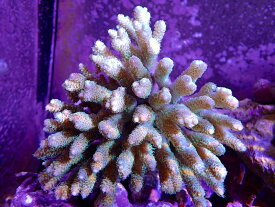 【サンゴ】【通販】Wild ミドリイシsp. （美カラー）（個体販売）（±14x14cm）No.12（生体）（サンゴ）