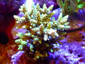 【サンゴ】【通販】ブリードミドリイシsp. (美カラー）（個体販売）（±9cm）No.22（生体）（サンゴ）