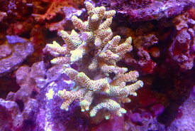【サンゴ】【通販】ブリードミドリイシsp.（美カラー）（個体販売）（±9cm）No.34（生体）（サンゴ）