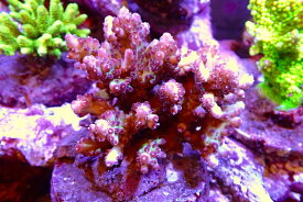 【サンゴ】【通販】ブリードミドリイシsp.（美カラー）（個体販売）（±11cm）No.44（生体）（サンゴ）