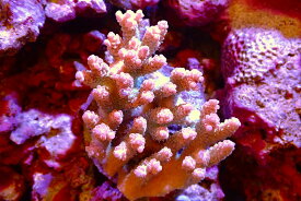 【サンゴ】【通販】ブリードミドリイシsp.（美カラー）（個体販売）（±9cm）No.48（生体）（サンゴ）