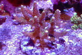 【サンゴ】【通販】ブリードミドリイシsp.（美カラー）（個体販売）（±7cm）No.60（生体）（サンゴ）