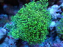 【サンゴ】【通販】ホンタコアシサンゴ（メタリックグリーン）Lサイズ（個体販売）（±13-15cm）No.3（生体）（サンゴ）