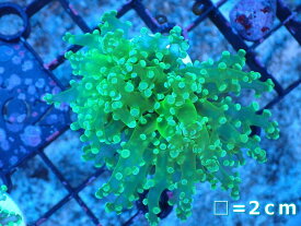 【サンゴ】【通販】コエダナガレハナサンゴ（メタリックグリーン/フラグ）（個体販売）No.5（生体）（サンゴ）