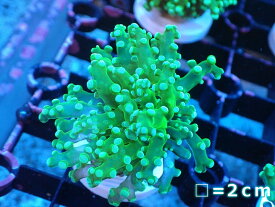 【サンゴ】【通販】コエダナガレハナサンゴ（メタリックグリーン/フラグ）（個体販売）No.11（生体）（サンゴ）