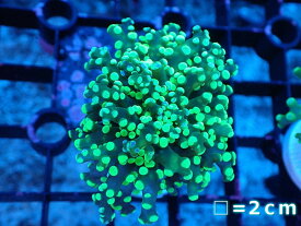 【サンゴ】【通販】コエダナガレハナサンゴ（メタリックグリーン/フラグ）（個体販売）No.15（生体）（サンゴ）