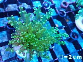 【サンゴ】【通販】コエダナガレハナサンゴ（メタリックグリーン/フラグ）（個体販売）No.18（生体）（サンゴ）