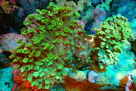 【サンゴ】【通販】エダアワサンゴ（メタリックグリーン）（個体販売）（±15cm）No.3（生体）（サンゴ）