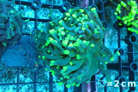 【サンゴ】【通販】ナガレハナサンゴ（Toxic Green)【UCA/オーストラリア産】（個体販売）No.5（生体）（サンゴ）