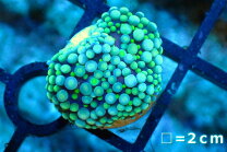 楽天市場】カリビアンバブルディスク（熱帯魚・アクアリウム｜ペット  