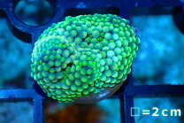 楽天市場】カリビアンバブルディスク（熱帯魚・アクアリウム｜ペット  