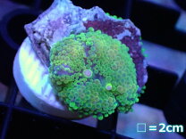 楽天市場】カリビアンバブルディスク（熱帯魚・アクアリウム｜ペット  
