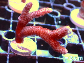 【サンゴ】【通販】フラグ エダコモンサンゴsp.（Red)（個体販売）No.7（生体）（サンゴ）