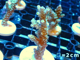 【サンゴ】【通販】フラグ ミドリイシsp.【UCA/オーストラリア産】（個体販売）No.17（生体）（サンゴ）