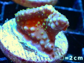 【サンゴ】【通販】フラグ ミドリイシsp.【UCA/オーストラリア産】（個体販売）No.25（生体）（サンゴ）