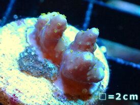 【サンゴ】【通販】フラグ ミドリイシsp.【UCA/オーストラリア産】（個体販売）No.26（生体）（サンゴ）