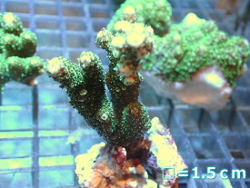 【サンゴ】【通販】フラグ ミドリイシsp.（グリーン）（個体販売）No.2（生体）（サンゴ）