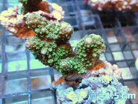 【サンゴ】【通販】フラグ ミドリイシsp.（グリーン）（個体販売）No.5（生体）（サンゴ）