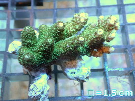 【サンゴ】【通販】フラグ ミドリイシsp.（グリーン）（個体販売）No.6（生体）（サンゴ）
