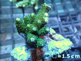 【サンゴ】【通販】フラグ ミドリイシsp.（グリーン）（個体販売）No.8（生体）（サンゴ）