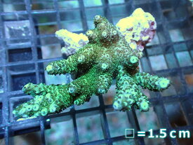 【サンゴ】【通販】フラグ ミドリイシsp.（グリーン）（個体販売）No.9（生体）（サンゴ）