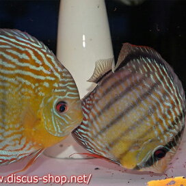 楽天市場】【淡水魚】【通販】ゴールデンミスタスキャット【1匹 