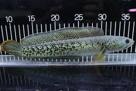 楽天市場】【淡水魚】ビッグサイズ ヘテロティス(ナイルアロワナ 