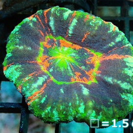 楽天市場】【淡水魚】【通販】ゴールデンミスタスキャット【1匹 ゴオルデンミスタスキャット、単品１匹、レア魚。