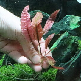楽天市場】【淡水魚】【通販】大きめ アーマードプレコ ワイルド【1匹 