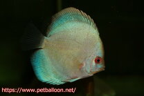 楽天市場】ブルーダイヤ（種（観賞魚）ディスカス）（観賞魚｜熱帯魚 