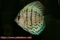 楽天市場】ディスカス 5匹（熱帯魚・アクアリウム｜ペット・ペット 