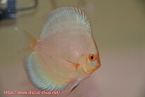 楽天市場】ブルーダイヤ（種（観賞魚）ディスカス）（観賞魚｜熱帯魚 