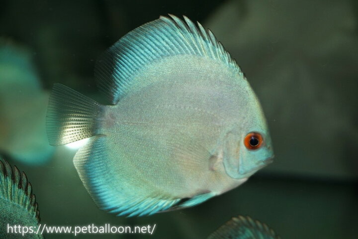 楽天市場 ディスカス 熱帯魚 リフレクションdブルーダイヤモンド ３匹 セット サンプル画像 5 6cm 生体 青 ブルー ペナン ブリーダー Tan Chee Lok 販売 鑑賞魚 飼育 通販 即納 観賞魚 アクアリウム用品 個体 ペット ペットバルーン楽天市場支店