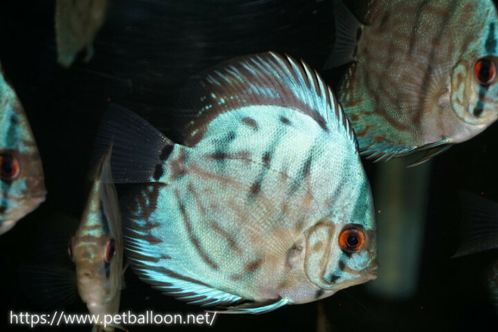 楽天市場 ディスカス 熱帯魚 生体 リフレクションdコバルト １匹 サンプル画像 5 6cm 青 ブルー ペナン ブリーダー Tan Chee Lok 観賞魚 飼育 観賞魚 アクアリウム用品 ペットバルーン楽天市場支店