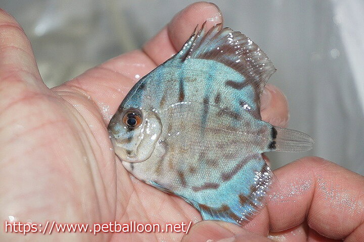 ブルーアナコンダ5 6cm 生体 ペナン Chee Lok ブリーダーtan