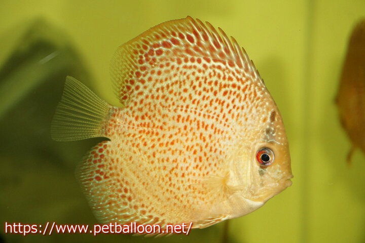 楽天市場 ウィンターセール対象品 ディスカス 生体 熱帯魚 オリエンタルドリーム ３匹 セット サンプル画像 5 6cm ペナン ブリーダー Tan Chee Lok 観賞魚 飼育 観賞魚 アクアリウム用品 ペットバルーン楽天市場支店